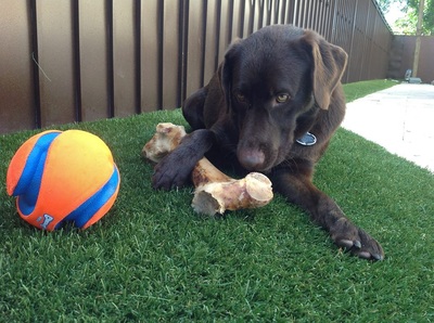 dog on artificial turf