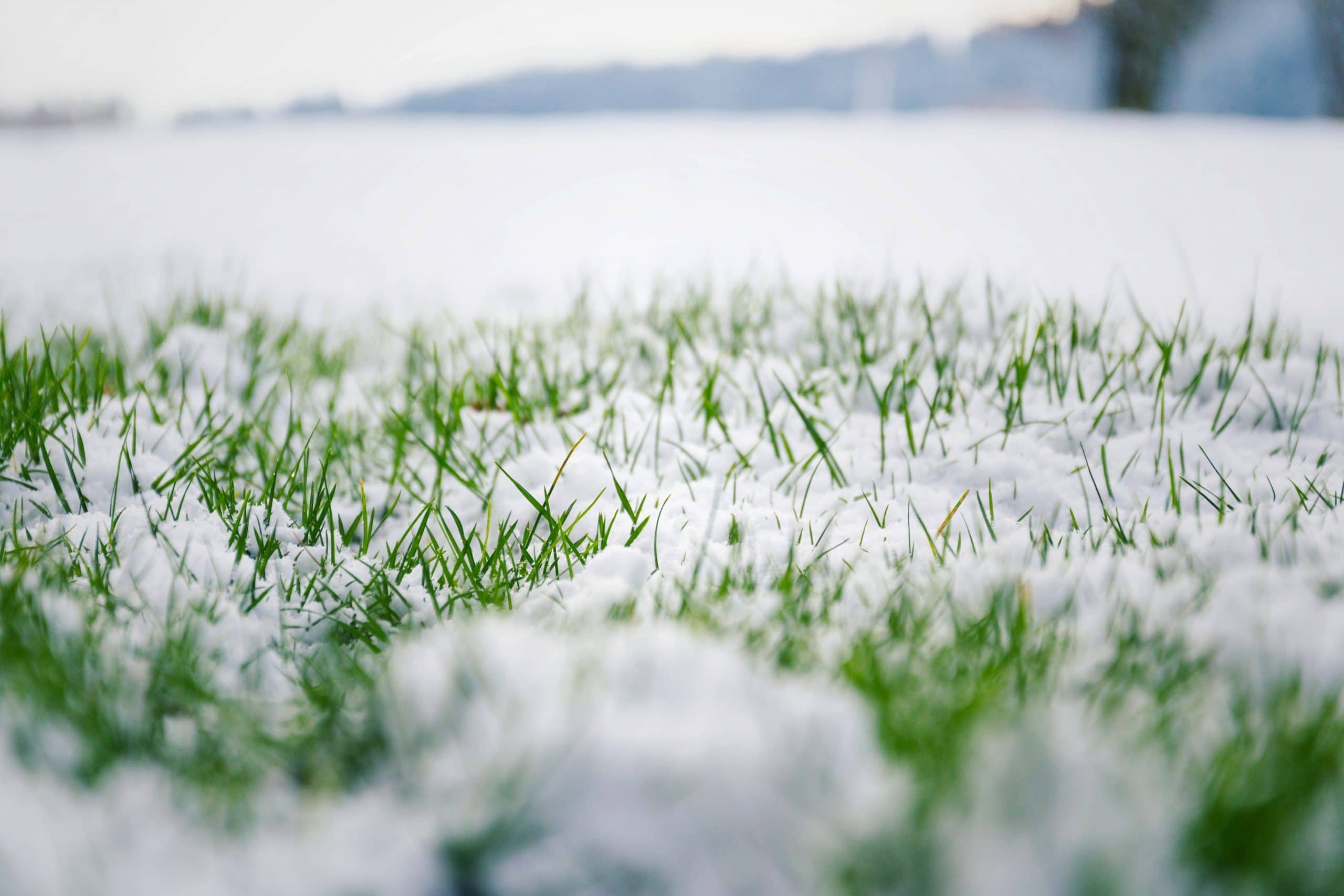 artificial turf in cold weather