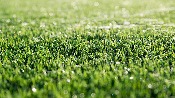 synthetic turf